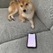スマホを使える！天才犬