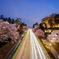 桜の道