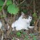 藪の猫