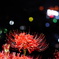 彼岸花4