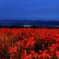 夜の彼岸花
