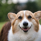 共通言語 Dogs can smile!