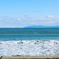 秋海