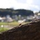 赤トンボ