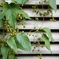 実のついた蔓植物