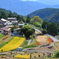 稲刈り