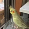 カゴデビュー
