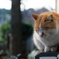 猫41