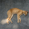 よその猫