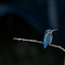Compare with Kingfisher（１）