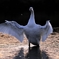 白鳥さん