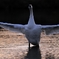 白鳥さん