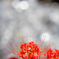 曼珠沙華　１