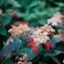 山紫陽花