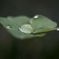 雨上がり・・・。