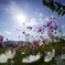 秋桜