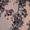 朝桜