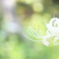 木漏れ日ゆれて。。。
