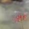 開花を待つ。。。