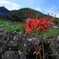大原_彼岸花