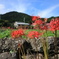大原_彼岸花2
