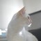 朝日とねこ
