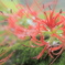 乱れ紅花