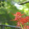 彼岸花佇む。。。