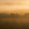朝霧と畝