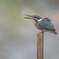 Kingfisher