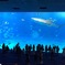 美ら海水族館