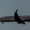 お月さんとJAL