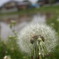 cotton wool
