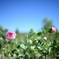 花菜ガーデンの秋薔薇