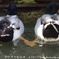鴨かも * K-x * f0201353_1535571