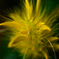 Strange Yellow