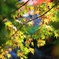autumnal tints