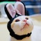 ねこウサギ