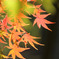 ＭＯＭＩＪＩ　２