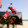 秋桜