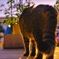 懐く野良猫