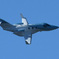2019 F1　日本グランプリ　ホンダJet　飛来