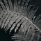 fern