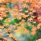 奥多摩紅葉
