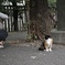 入りたいな