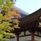 毛越寺
