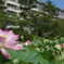 千秋公園