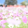咲き誇る花♪♬.*ﾟ
