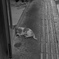 葉っぱで遊ぶ子犬