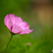 秋桜